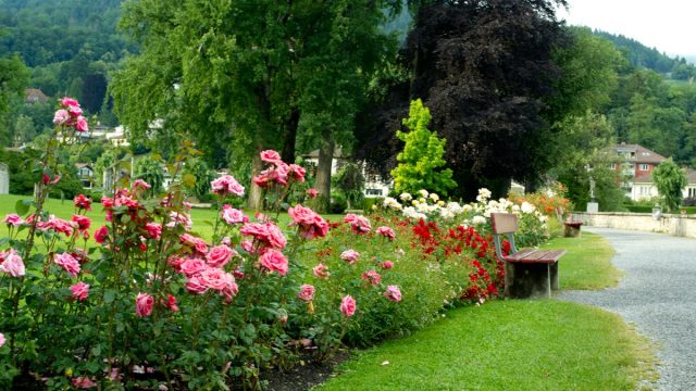 أهم أنشطة في الحديقة النباتية الملكية في مدريد اسبانيا