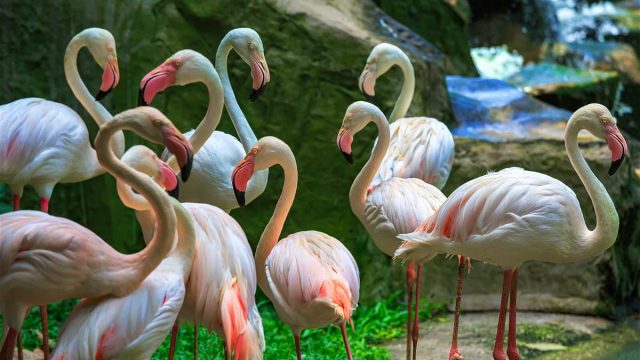 افضل انشطة في حديقة طيور كوالالمبور ماليزيا