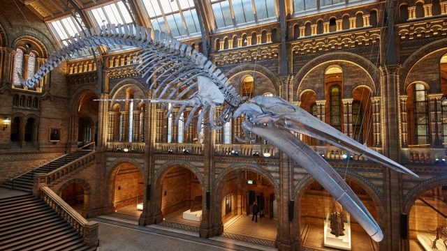 افضل انشطة في متحف التاريخ الطبيعي في لندن انجلترا