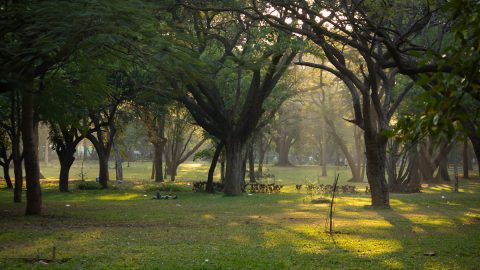 أفضل أنشطة يمكنك القيام بها في حديقة مكتبة الملك فهد الرياض