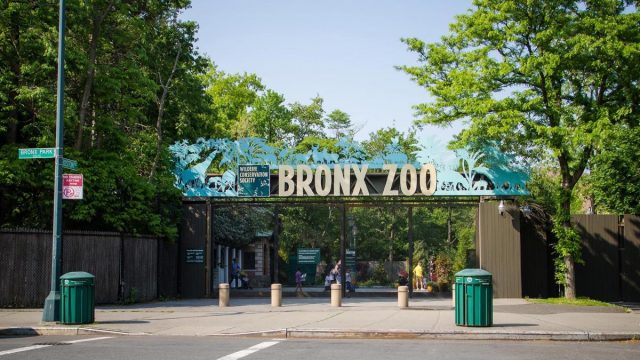أفضل أنشطة في حديقة حيوانات برونكس نيويورك