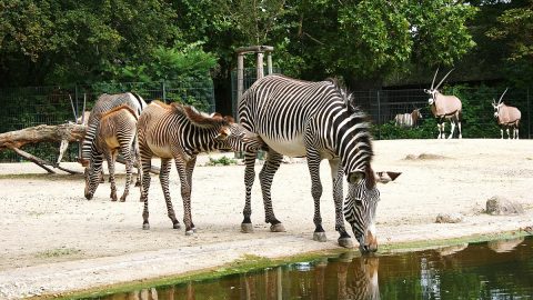 أفضل أنشطة في حديقة حيوانات فرانكفورت المانيا