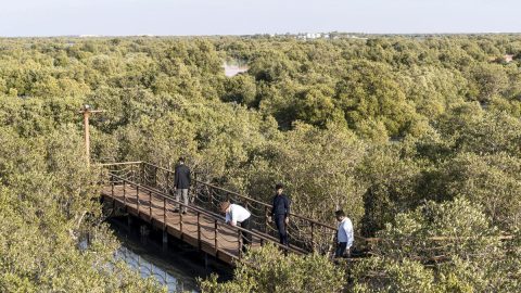 أفضل أنشطة في حديقة قرم الجبيل ابوظبي