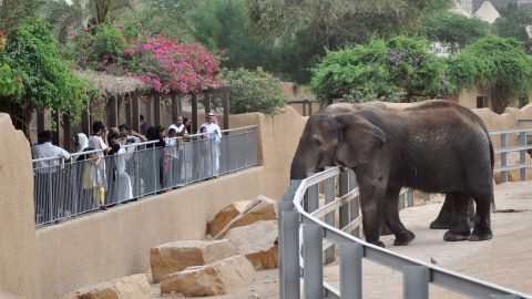 أفضل أنشطة متاحة في حديقة حيوانات الرياض