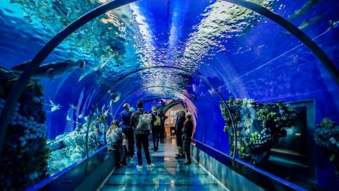 افضل انشطة في اكواريوم باريس