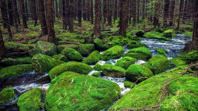 افضل انشطة في الغابات السوداء المانيا