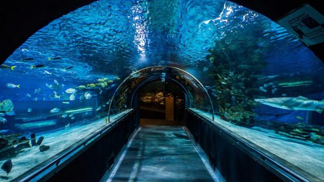 افضل انشطة في اكواريوم الحياة البحرية اورلاندو امريكا