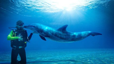 افضل انشطة في خليج الدلافين دبي