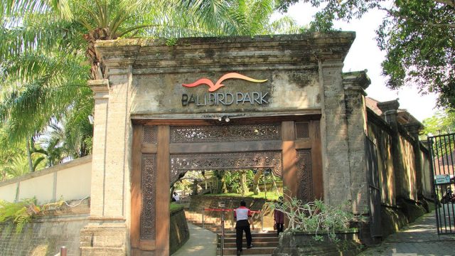 افضل انشطة في حديقة طيور بالي اندونيسيا