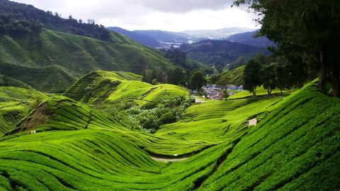 السياحة في كاميرون هايلاند