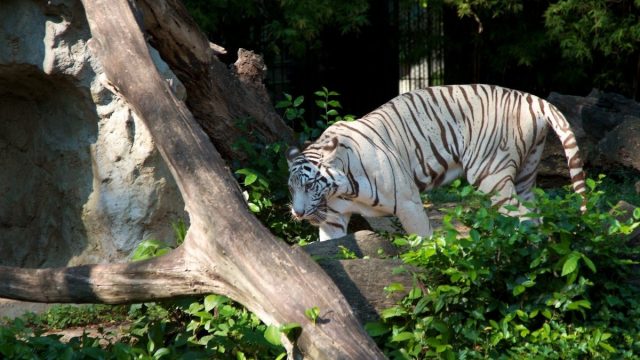 افضل انشطة عند زيارة حديقة الحيوانات بتونس العاصمة