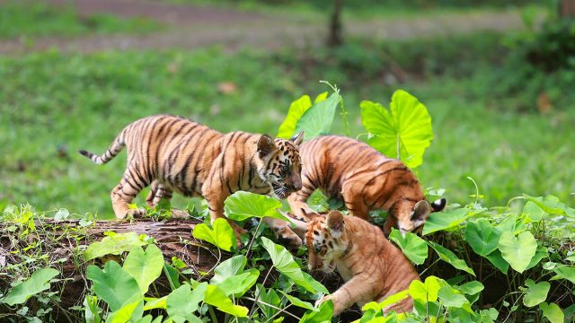افضل أنشطة في حديقة حيوان راغونان جاكرتا