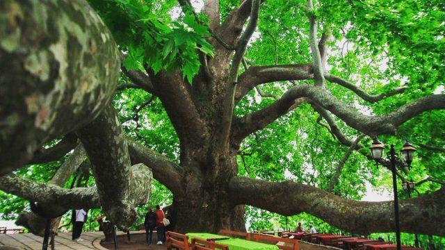 افضل انشطة عند الشجرة التاريخية في بورصة