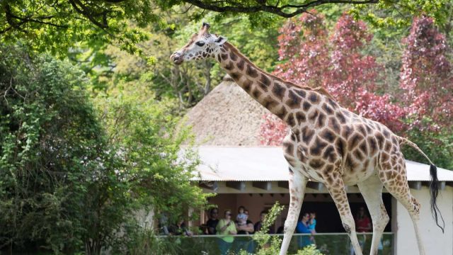 أفضل أنشطة في حديقة حيوانات انطاليا 2024