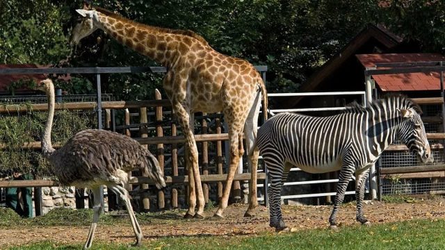 افضل انشطة في حديقة الحيوانات في قونيا 2024