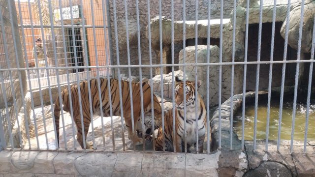 افضل أنشطة في حديقة الطرف النموذجية للحيوانات الاحساء 2024