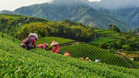 افضل انشطة في مزارع الشاي تشيبودي باندونق اندونيسيا 2024
